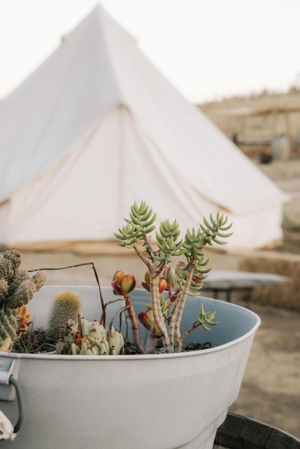 Lago Valle Wine Glamping Valle de Guadalupe Esterno foto
